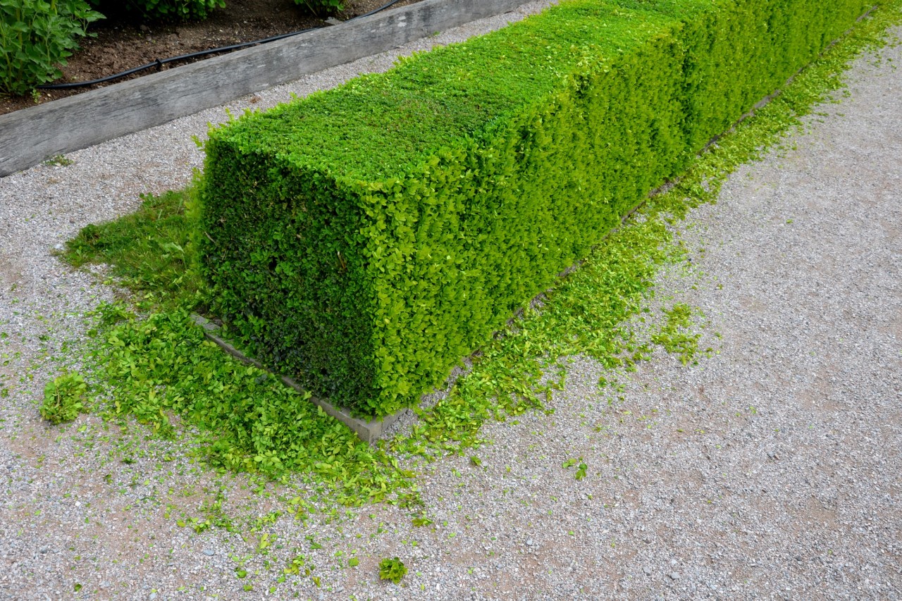 Trapezförmig geschnittene Buchsbaumhecke