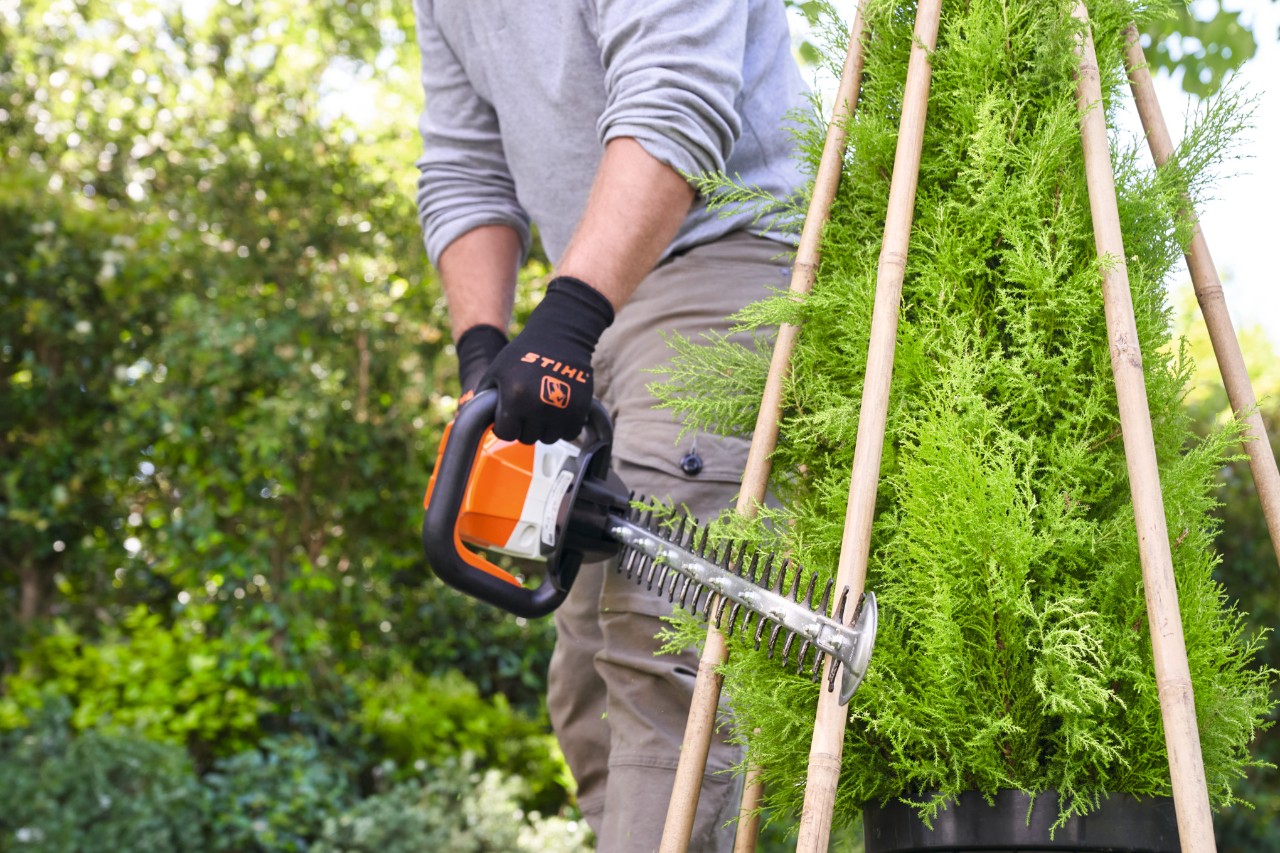 Ein Mann schneidet mit der STIHL Akku-Heckenschere die nachgewachsene Pflanze wieder nach