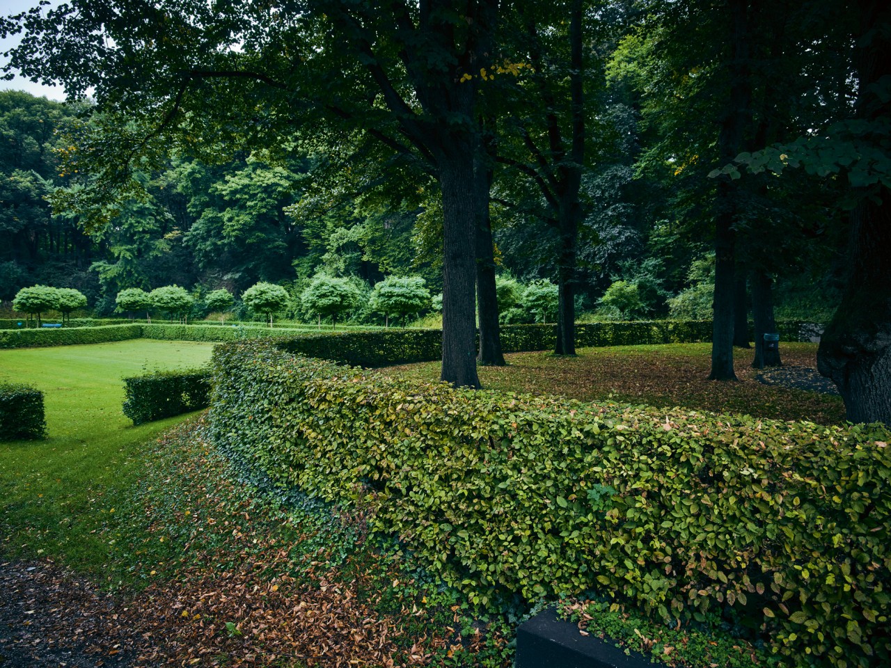 Buchsbaumhecke umschließt Baumgruppe in einem großen Garten