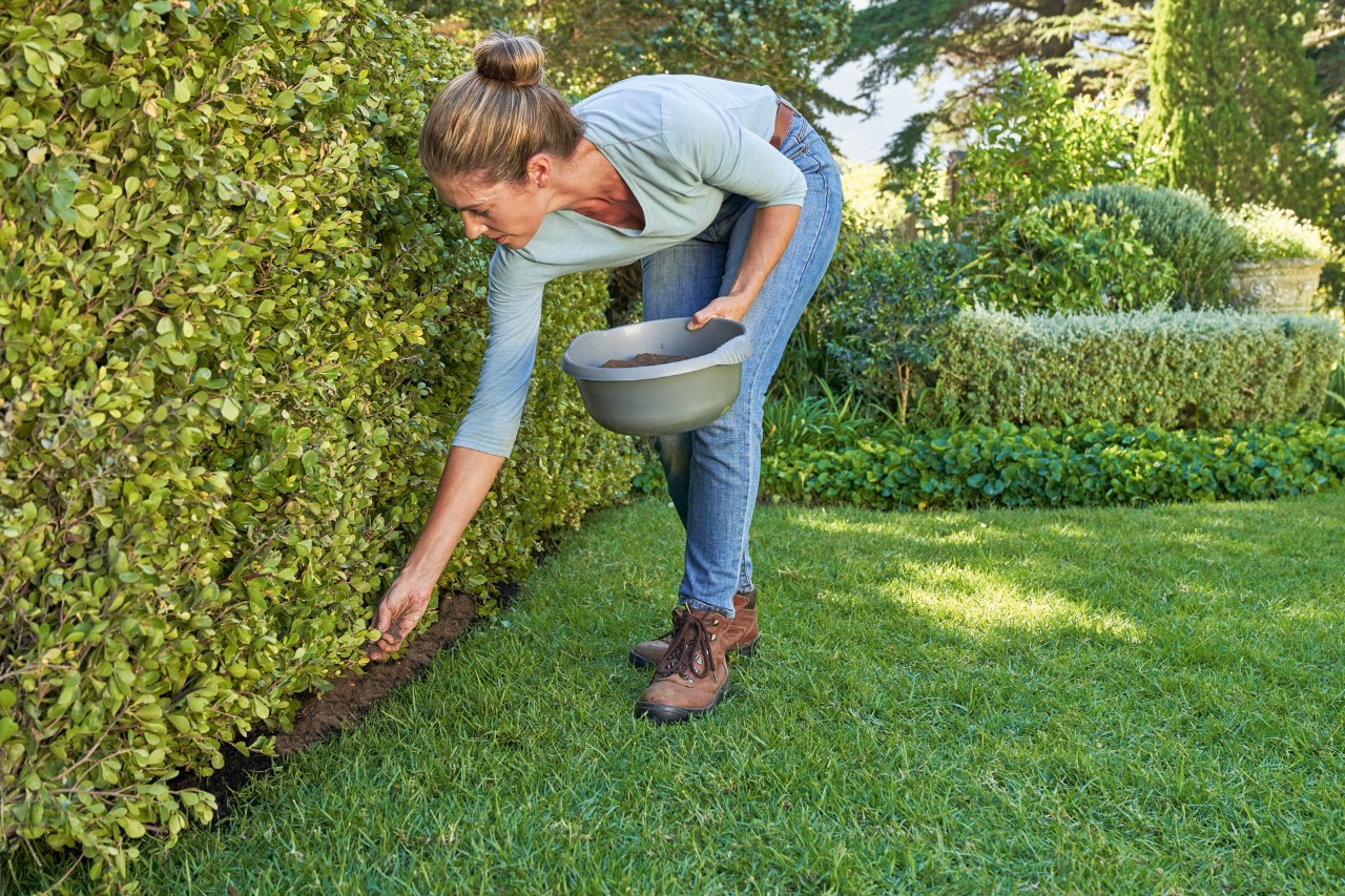 Eine Frau düngt eine Gartenhecke, in der linken Hand ein Behältnis mit Dünger