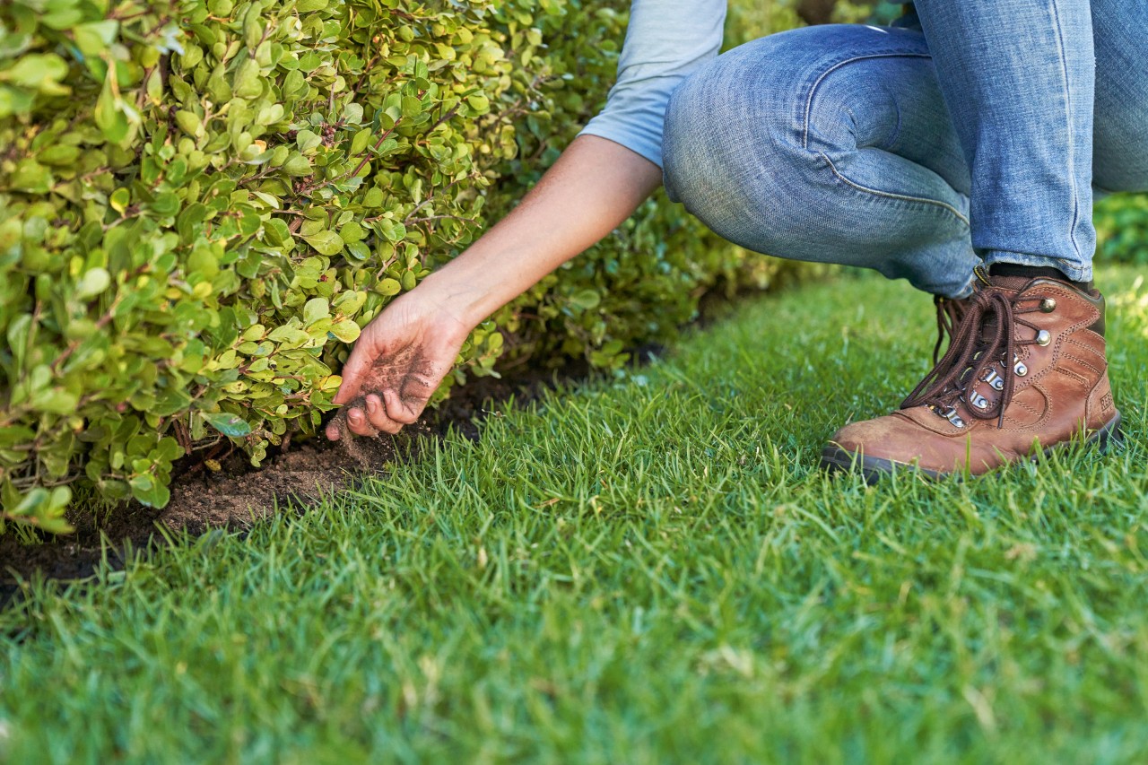 Eine Person düngt mit organischem Dünger eine Gartenhecke