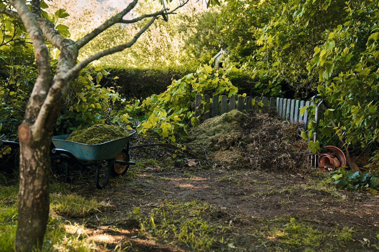 Schubkarre mit Gartenabfällen neben Komposthaufen vor einer Hecke