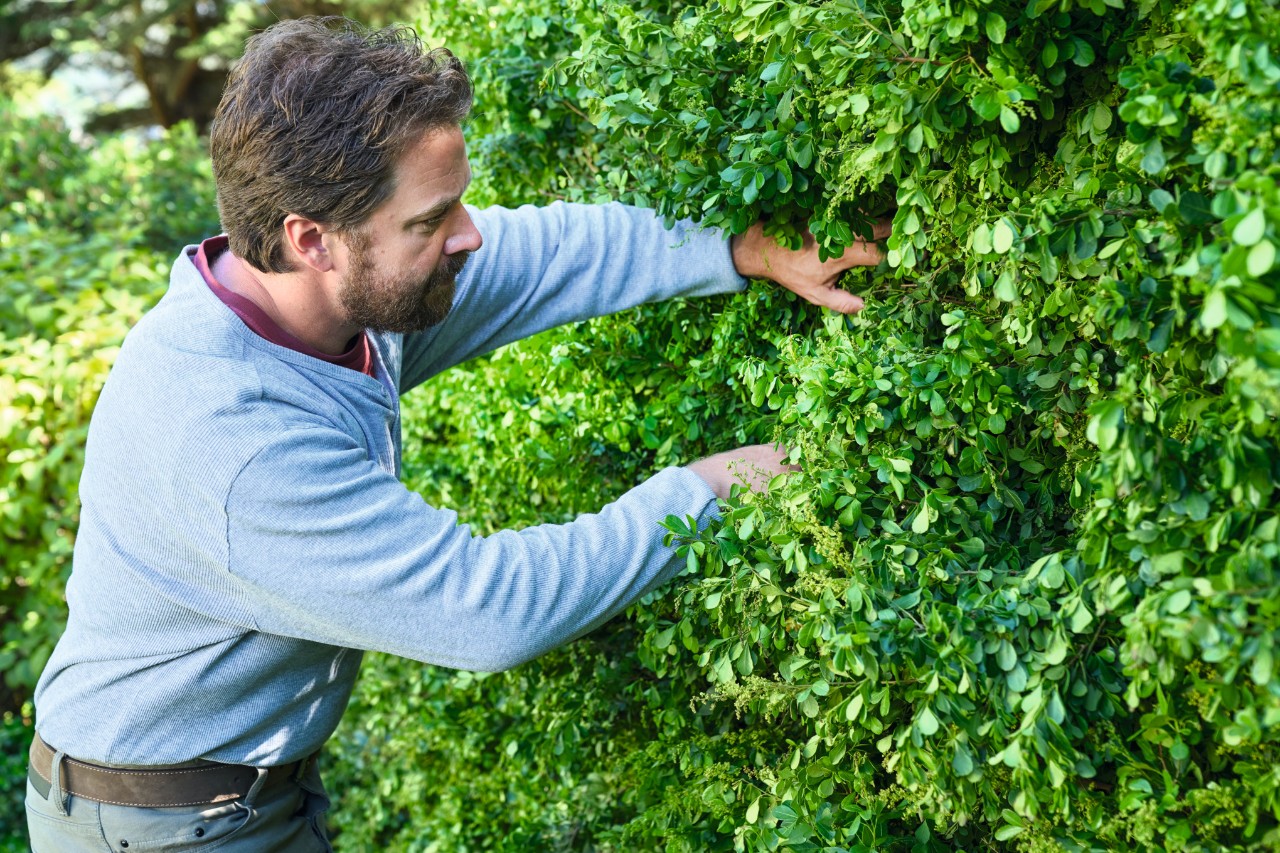 Ein Mann durchsucht eine dicht wachsende Hecke auf Vogelnester