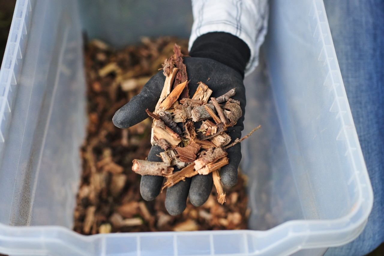 Nahaufnahme, wie eine behandschuhte Hand gehäckselte Thujareste über einer Plastikbox hält 