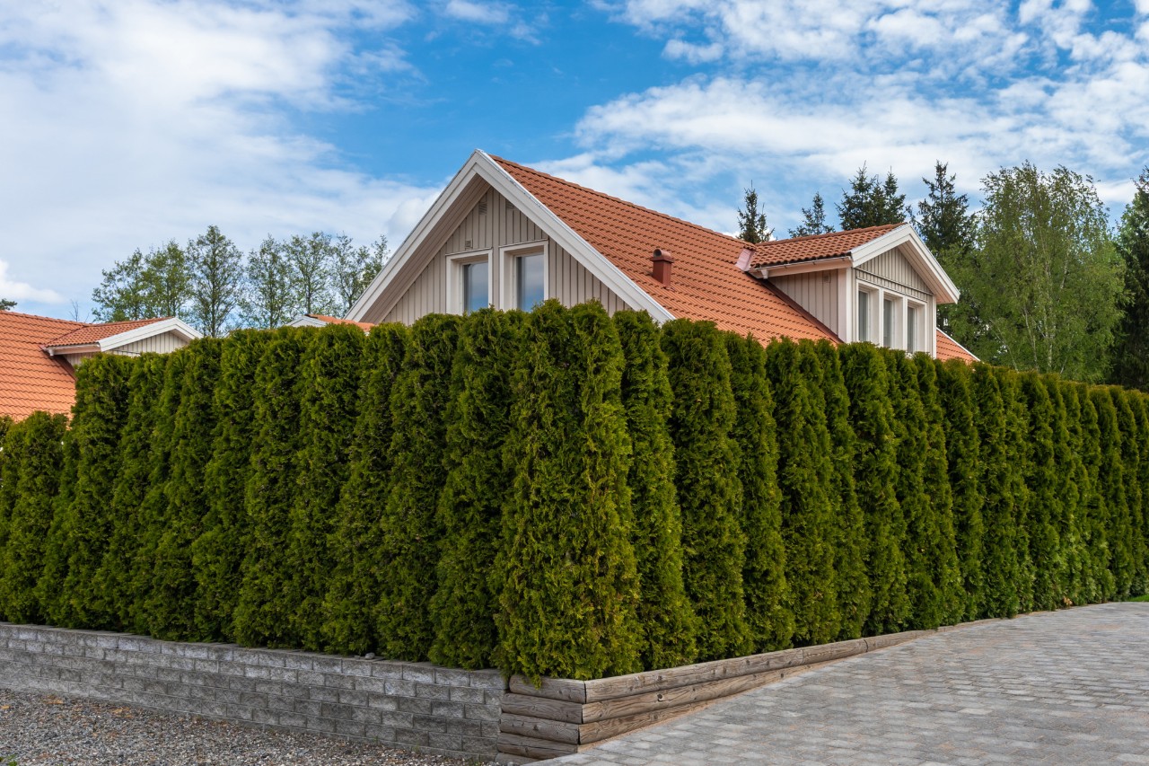 Gartengrundstück umgeben von einer hohen, blickdichten, sauber zugeschnittenen Thujahecke