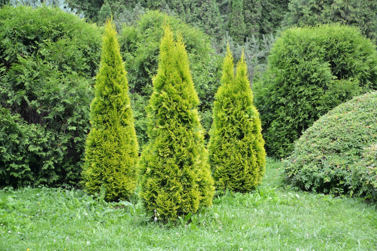 Kleine Thuja-Smaragd-Bäumchen auf einem Rasen