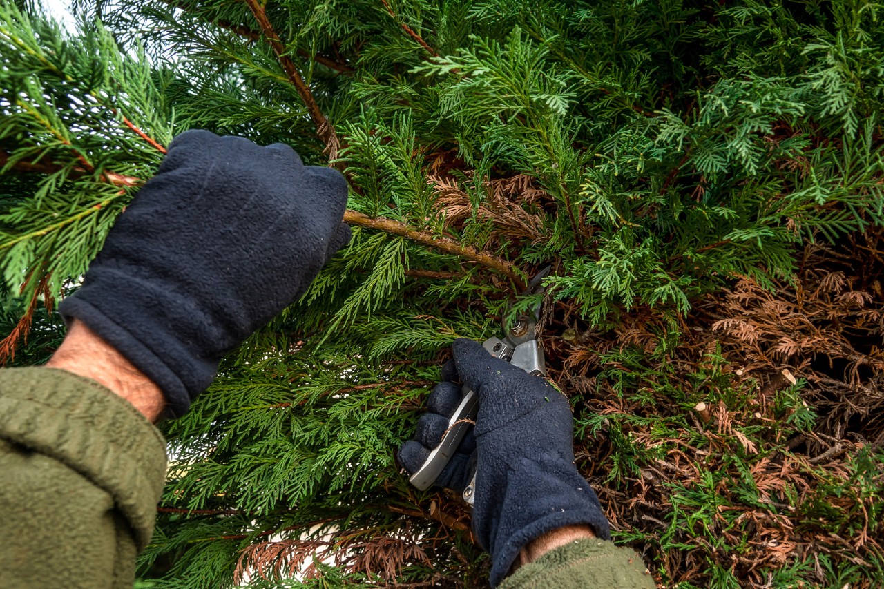 Nahaufnahme, wie eine Person mit schwarzen Schutzhandschuhen mit der Gartenschere Triebe an einer Zypressenhecke kürzt