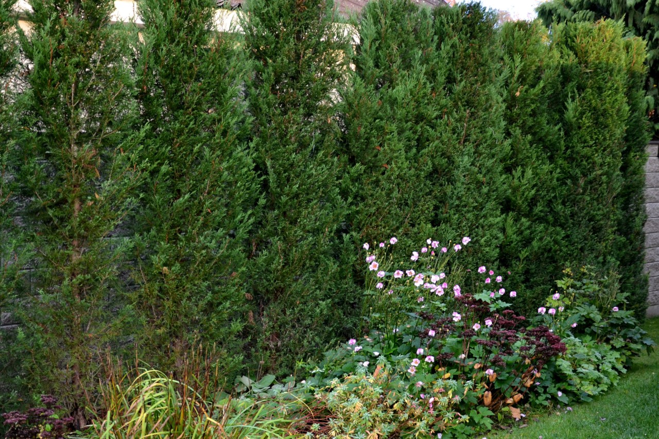 Zypressenhecke an einem Gartengrundstück
