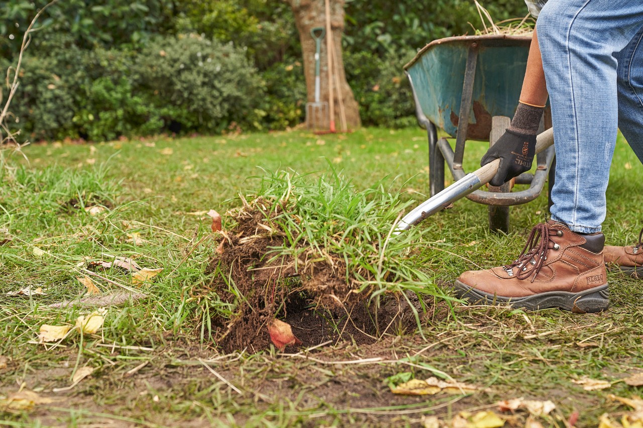 Eine Person entfernt im Garten Grassoden mit dem Spaten, um eine Hecke zu pflanzen