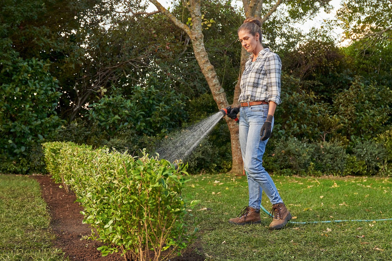 Eine Frau wässert mit dem Gartenschlauch eine frisch gepflanzte Gartenhecke