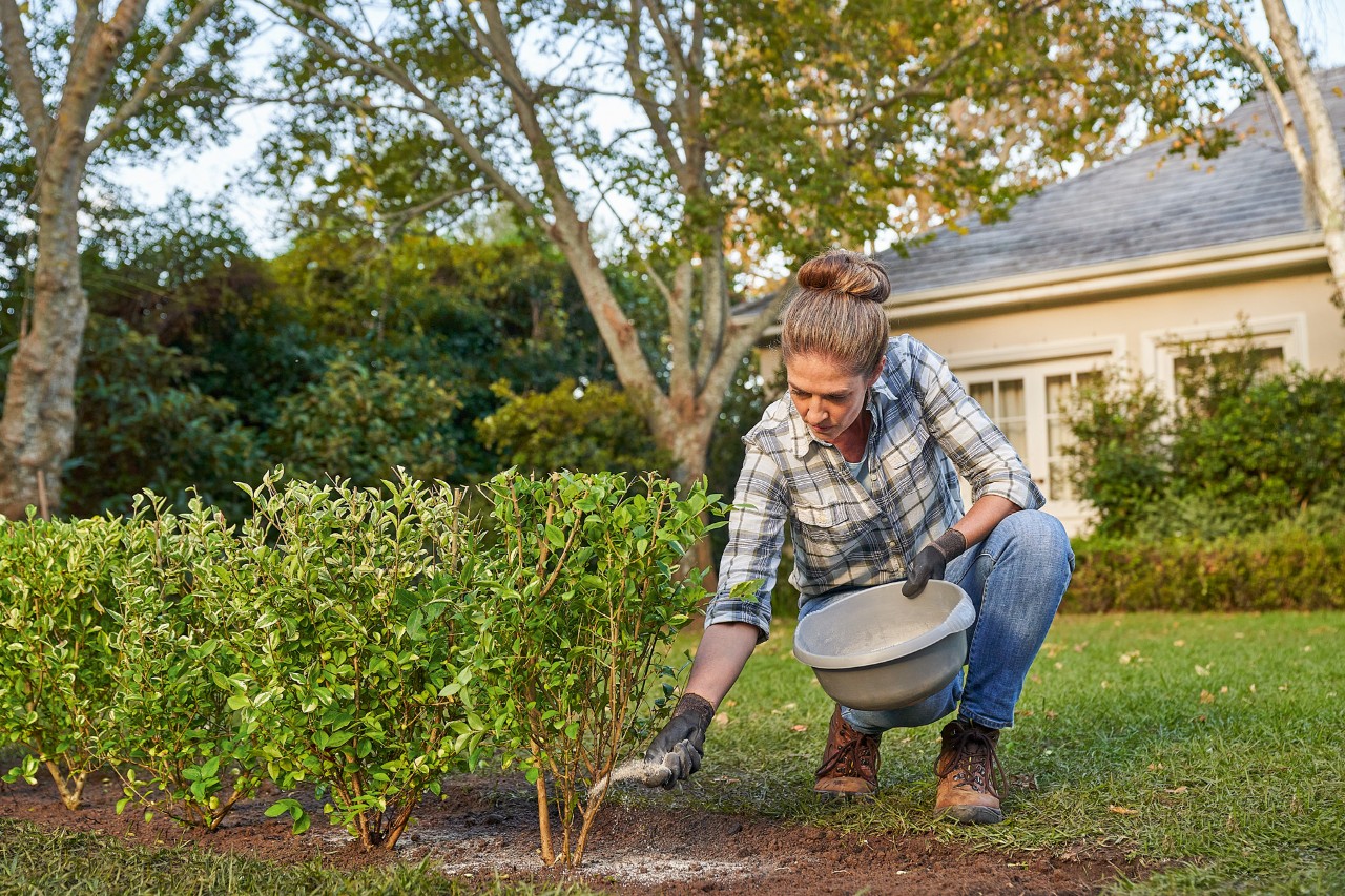 Eine Frau düngt im Garten eine neu geplanzte Hecke 