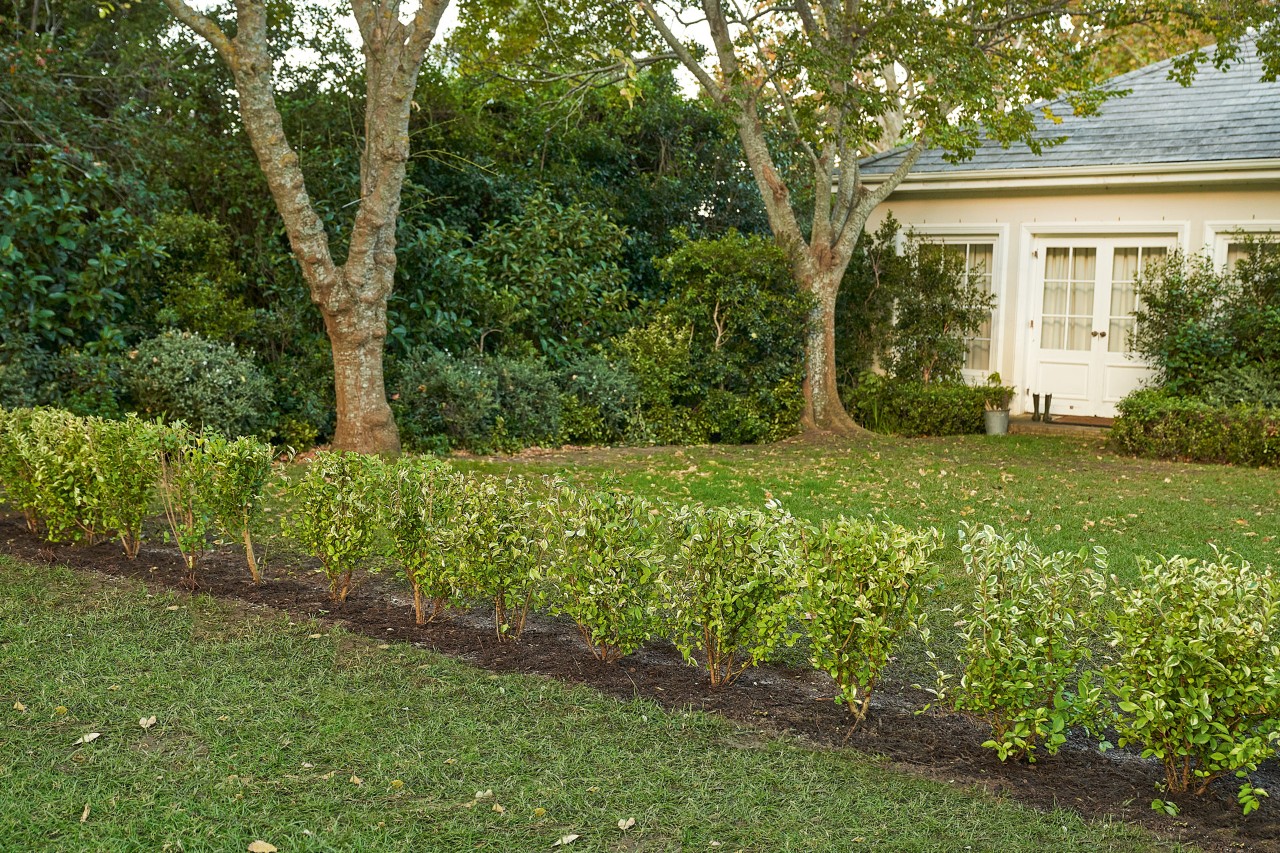 Eine gepflegte, grüne Hecke umrandet einen Garten 