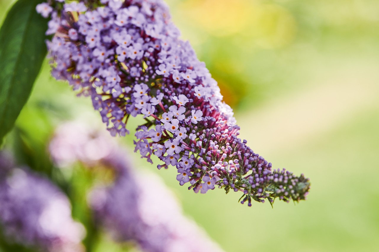 Nahaufnahme von hellvioletten Fliederblüten als Beispiel für bienenfreundliche Hecken
