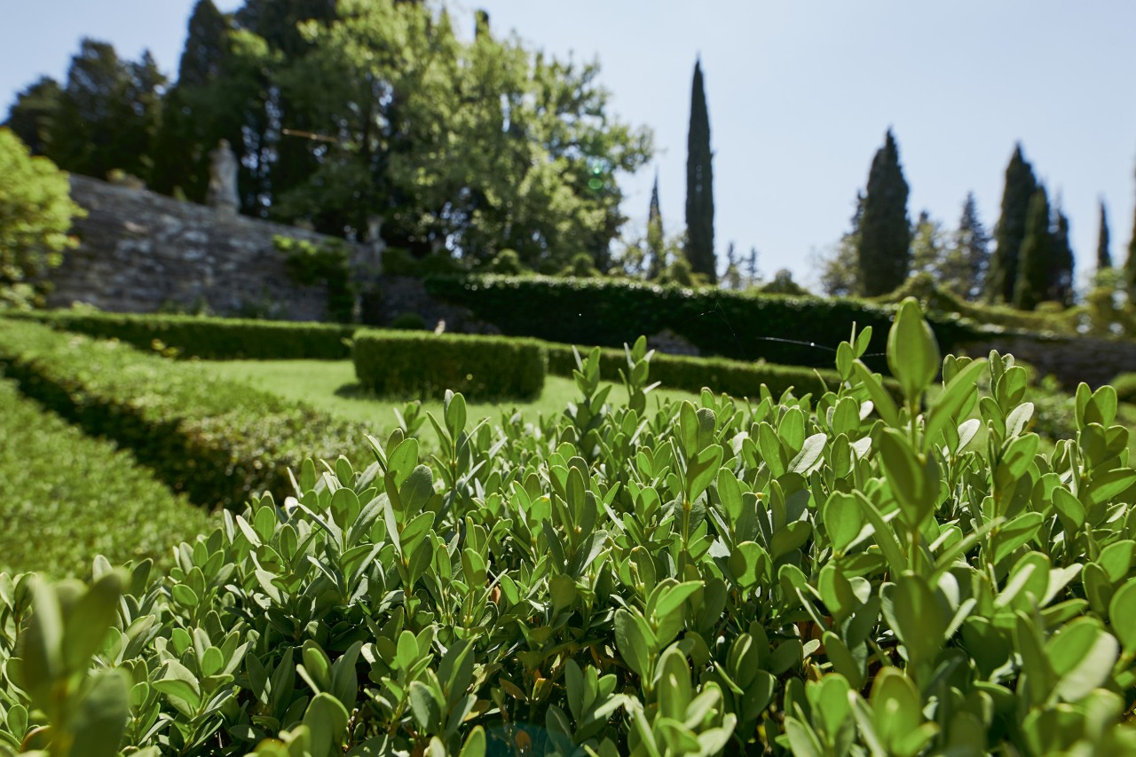 Nahaufnahme von Blättern einer Hecke, im Hintergrund Grünflächen und weitere niedrige Hecken