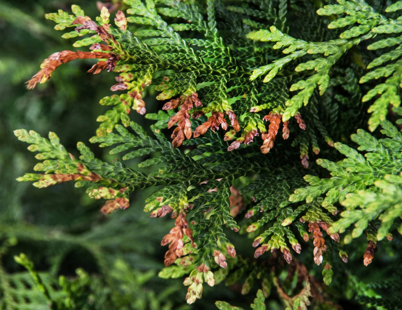 Nahaufnahme von braunen Spitzen der Schuppenzweige einer Thuja-Hecke nach Befall mit Miniermotten