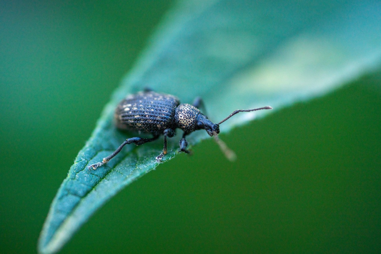 Nahaufnahme eines Dickmaulrüsslers auf dem Blatt einer Hecke