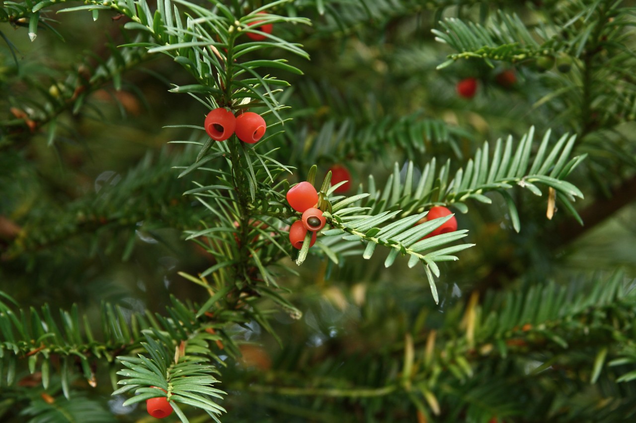 Eibe mit roten Beeren