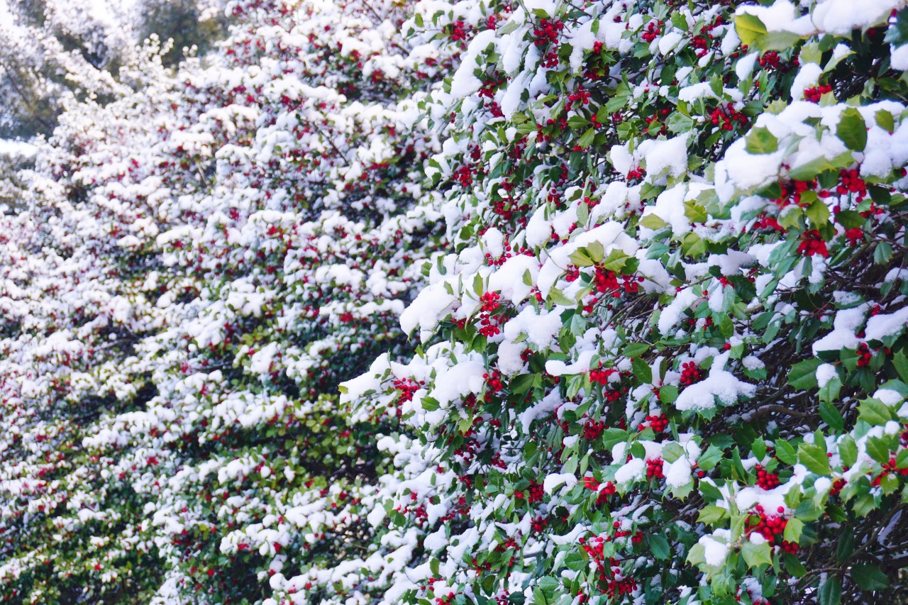 Stechpalme mit roten Früchten unter einer Schneedecke