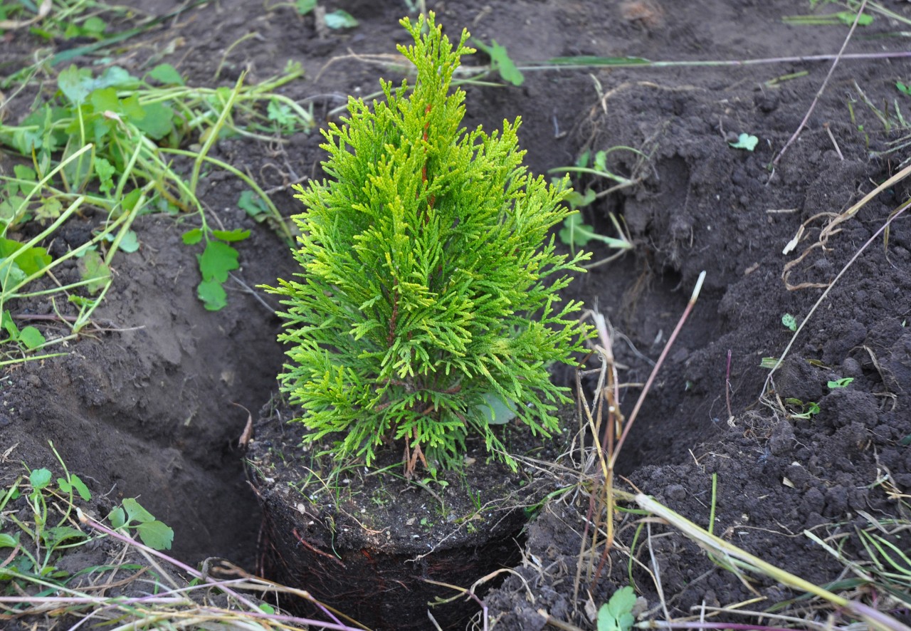Kleine Hecke wird neu eingepflanzt, um Lücken in Hecke zu füllen 