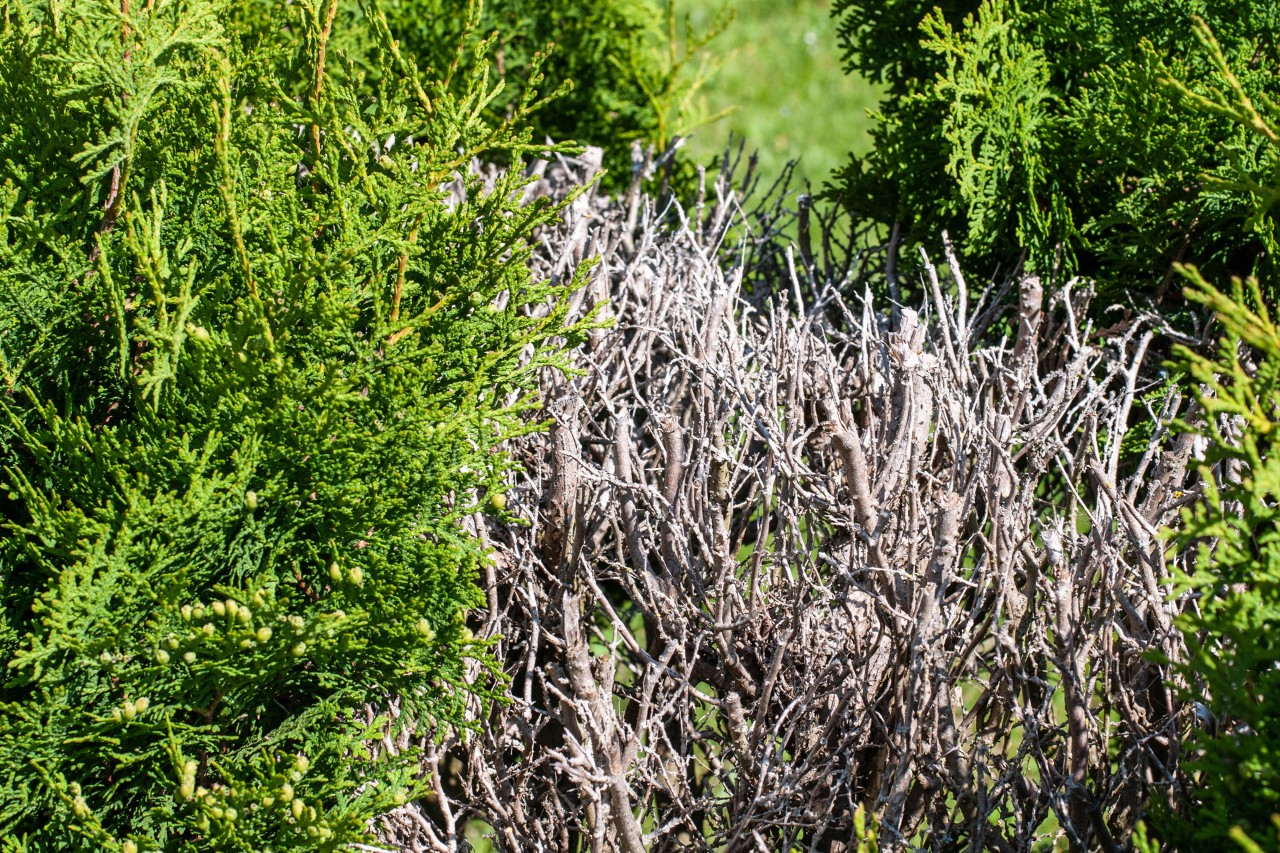 Kahle, vertrocknete Lücke in Hecke