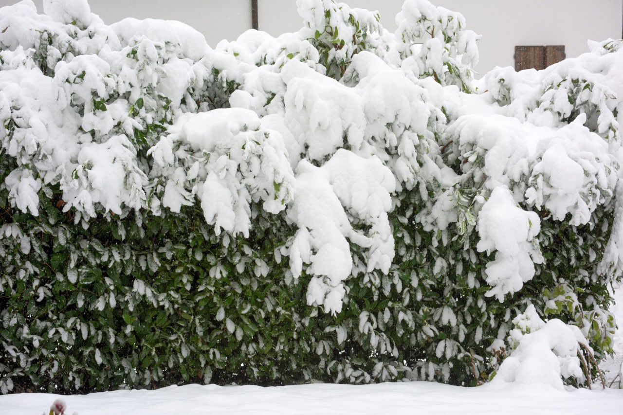 Dichte Schneedecke drückt stark auf Zweige einer Hecke