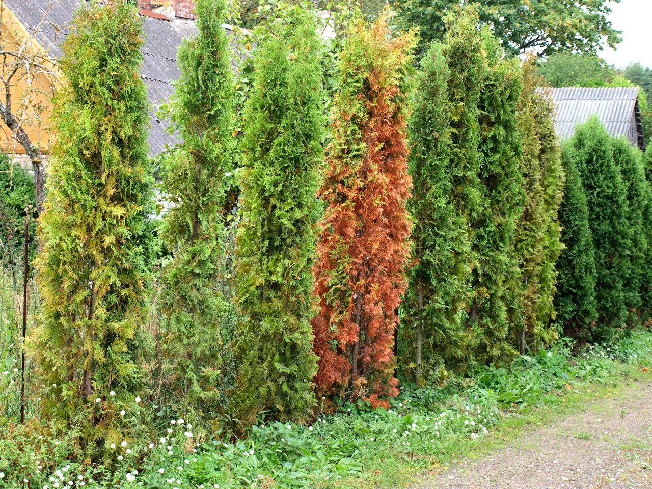 Kranke, trockene Hecke mit Lücken nach Pilzbefall