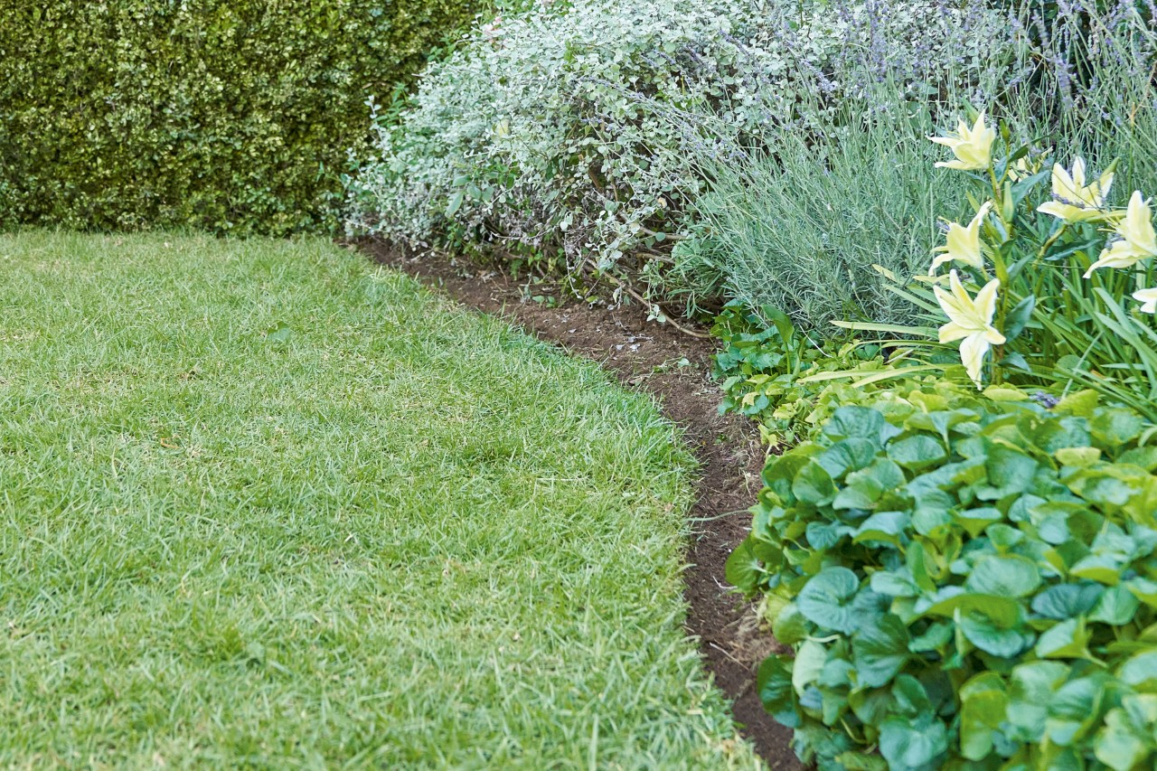 Nahaufnahme: Geschwungene englische Rasenkante, die Rasenfläche links von Beet rechts abgrenzt