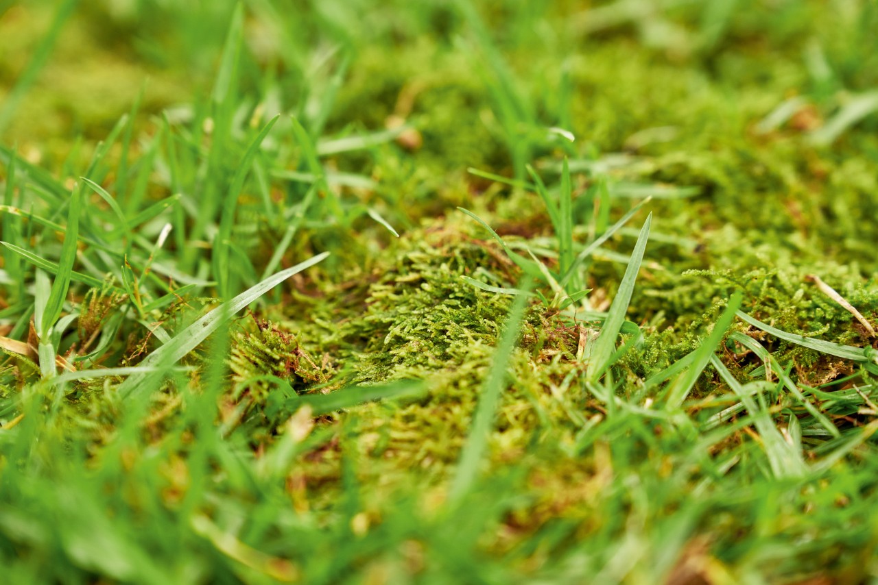 Nahaufnahme: Moos in Rasen