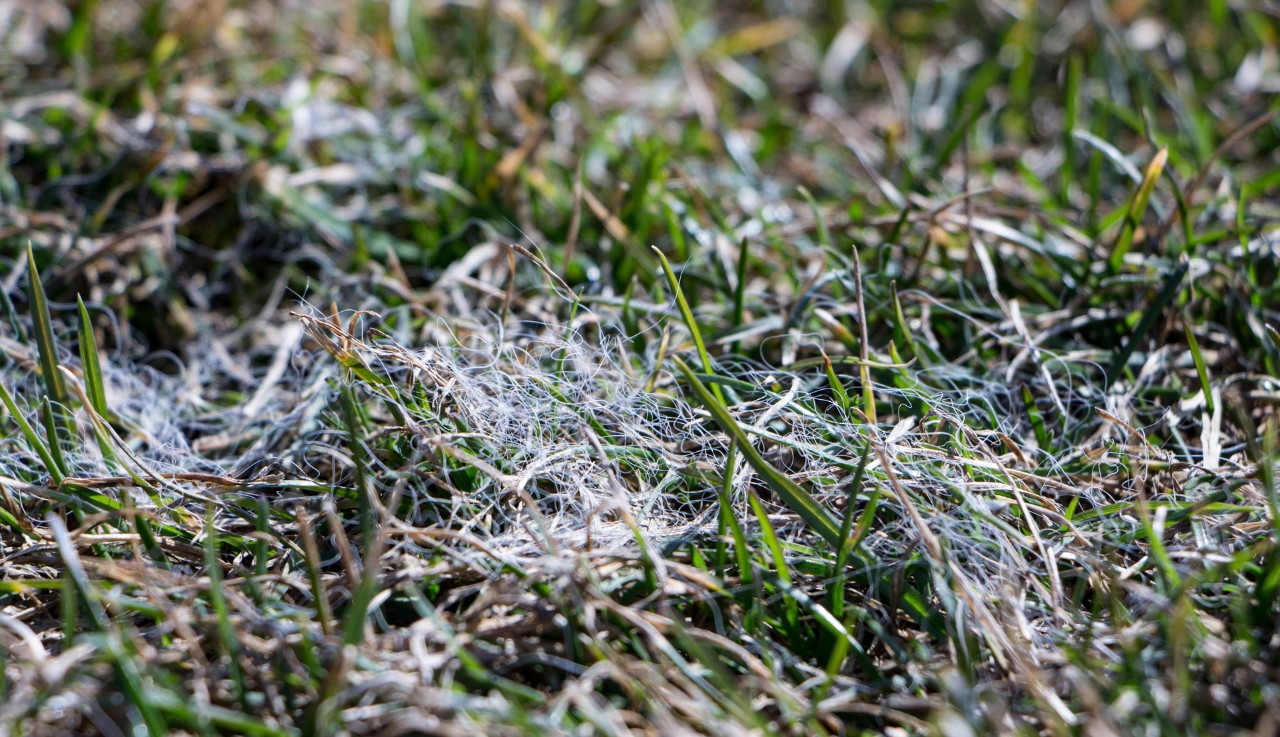 Die Rasenkrankheit Schneeschimmel