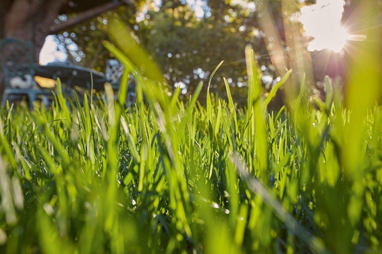 Grüner Rasen im Sonnenschein