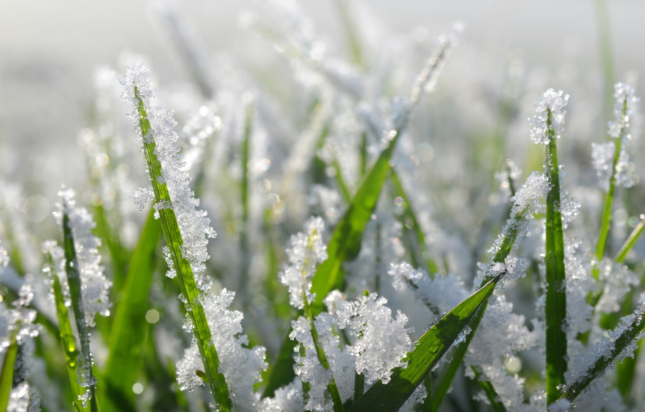 Nahaufnahme von grünen Grashalmen mit Eis- und Schneekristallen