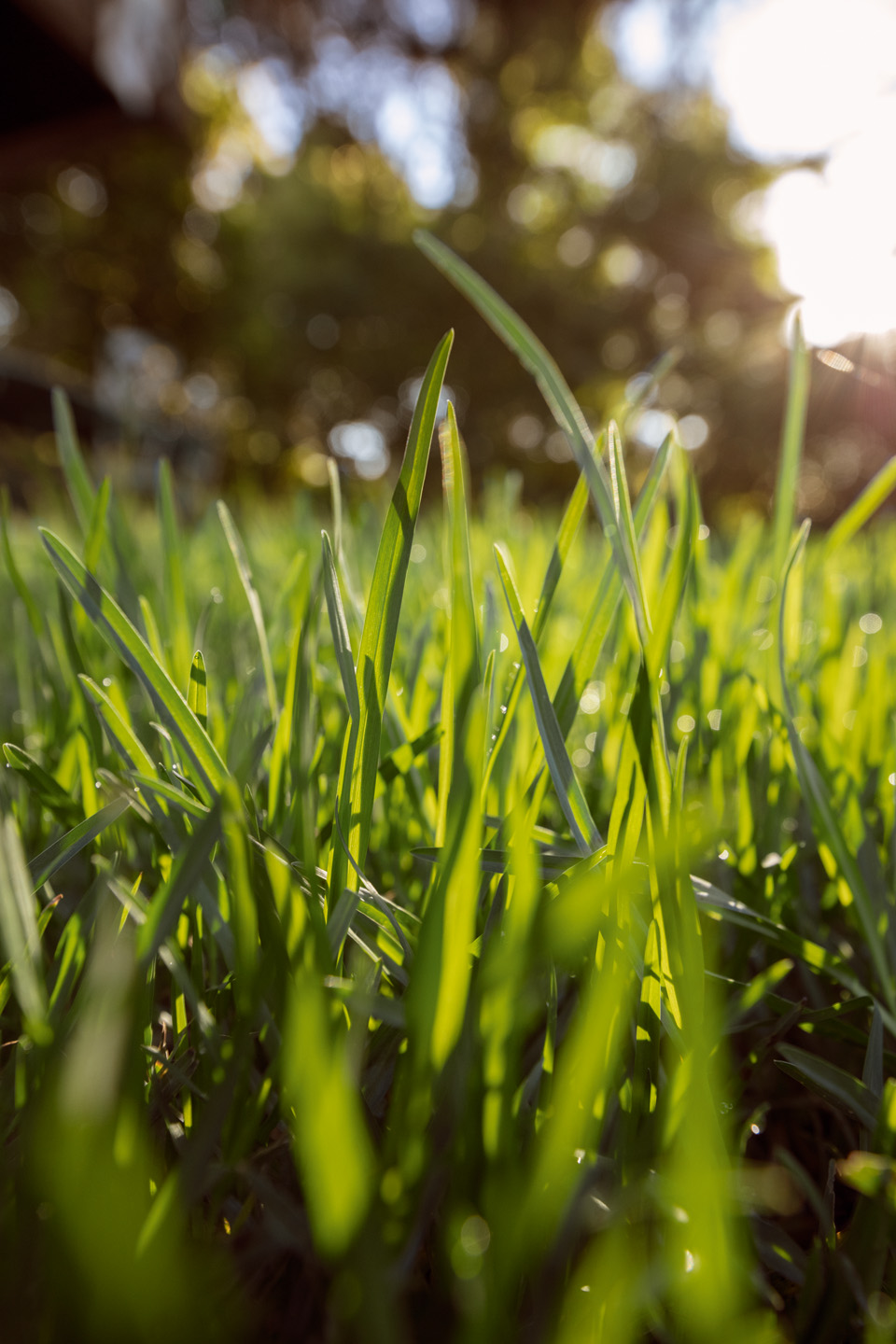Grünes Gras im Sonnenschein