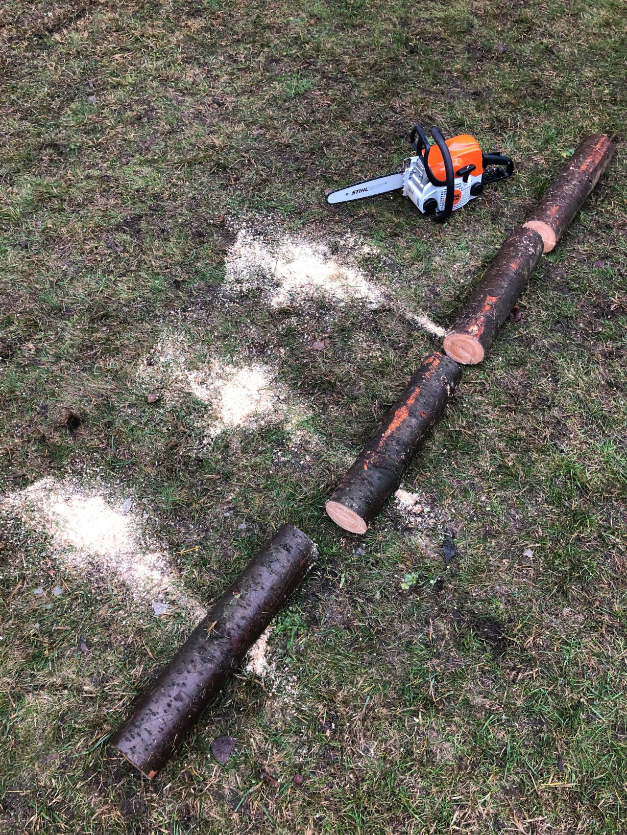 Mit einer STIHL Benzin-Kettensäge MS 170 wird ein Stammstück auf Rasen abgelängt 