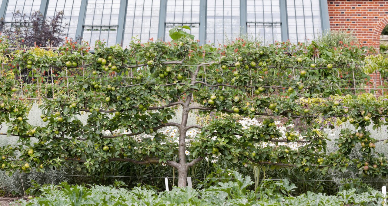 Apfelbaum an einer Rankhilfe aus Drahtseilen