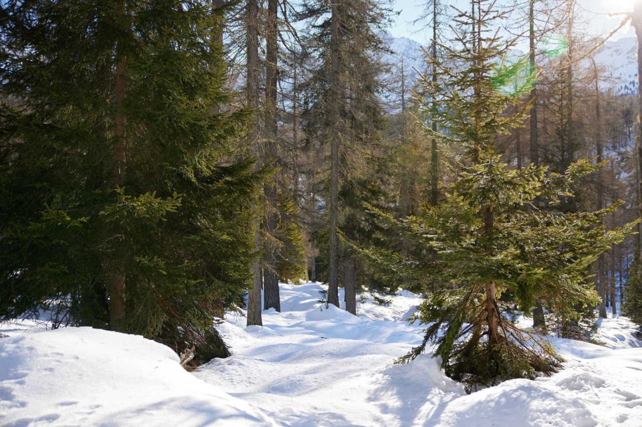 Verschneiter Forst