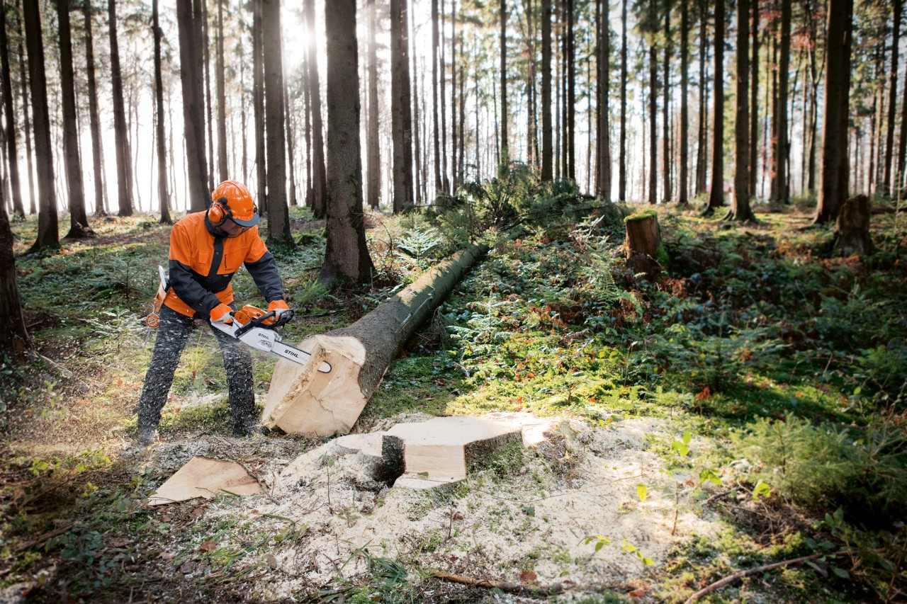 Baumstamm wird mit einer STIHL Benzinkettensäge MS 261mit M-Tronic und Kettenschnellspannung bearbeitet