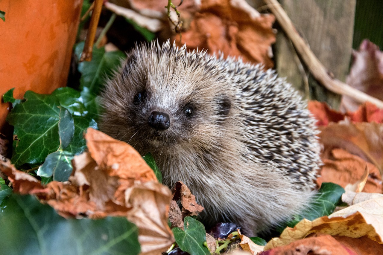 Igel in Herbstlaub