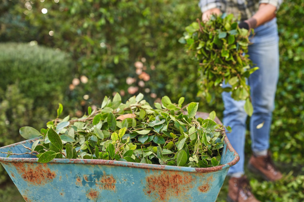 Frau sammelt Grünschnitt nach dem Schneiden einer Hecke in einer Schubkarre