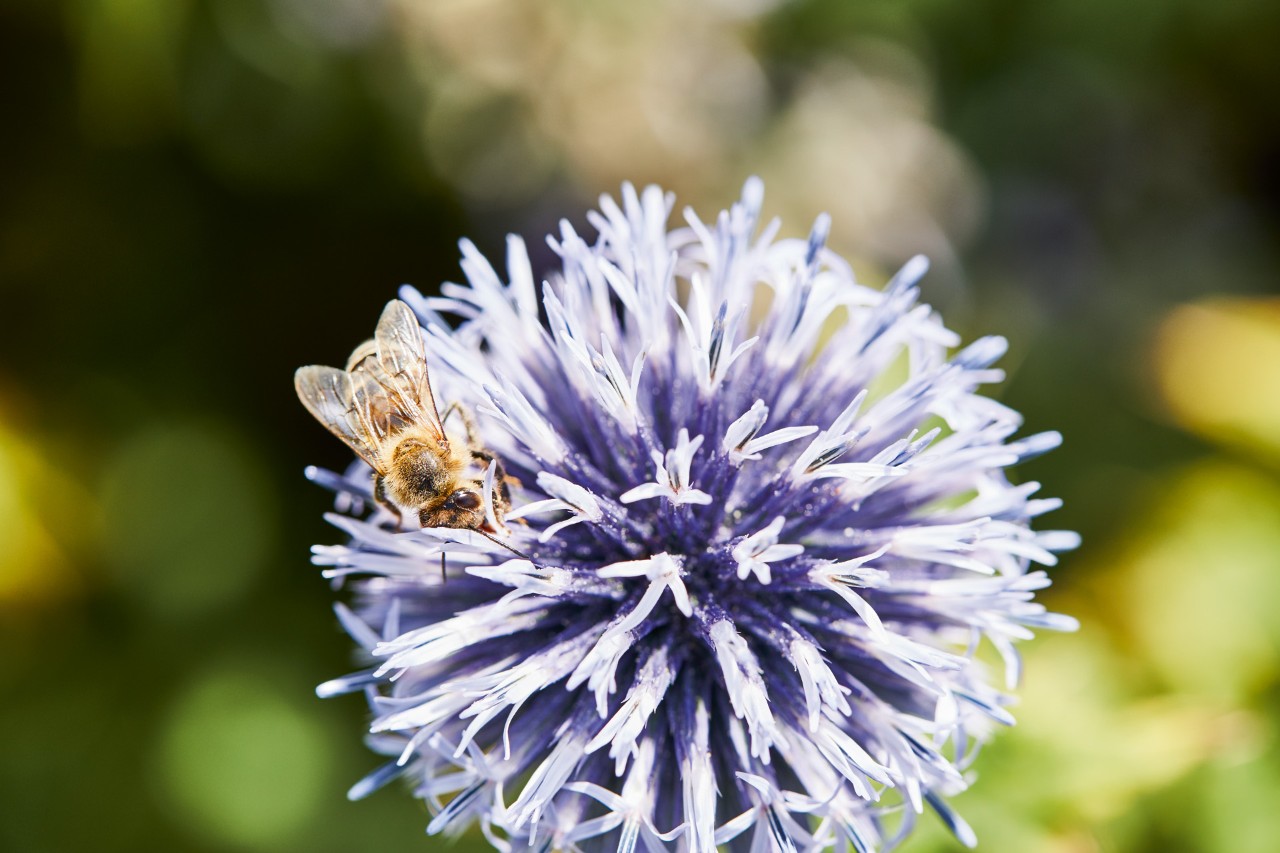 Biene auf einer lilafarbenen Blüte