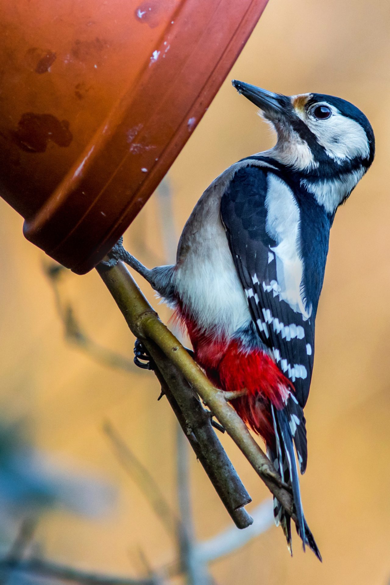 Vogelfutterspender selber bauen