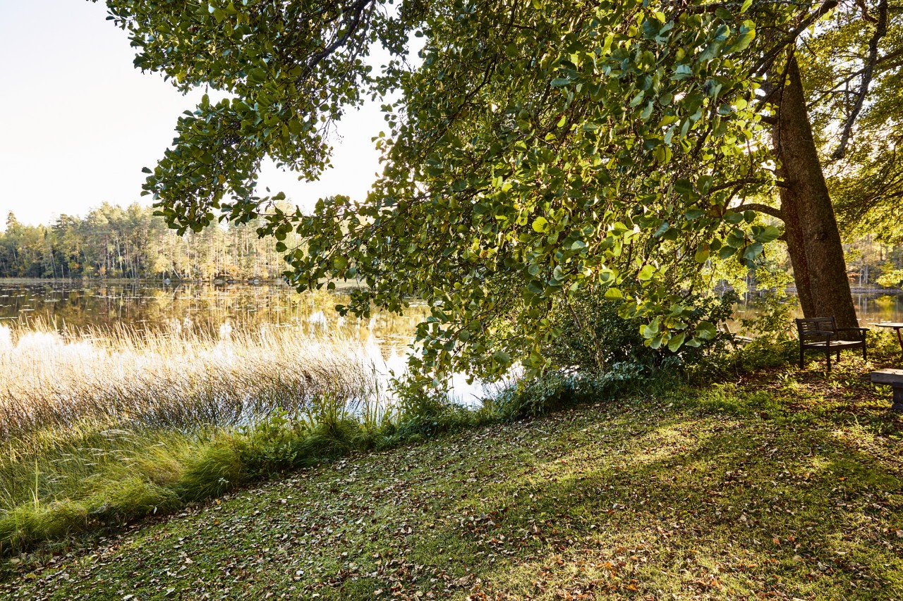 Eine Bank steht an einem Baum an einem Seeufer