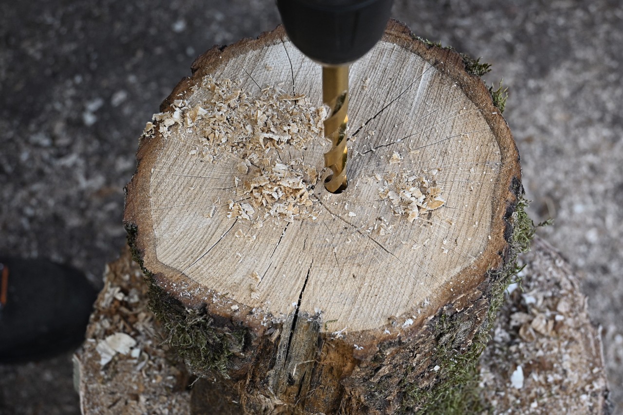 Nahaufnahme eines frisch abgesägten, mittig angebohrten Baumabschnitts mit Holzspänen
