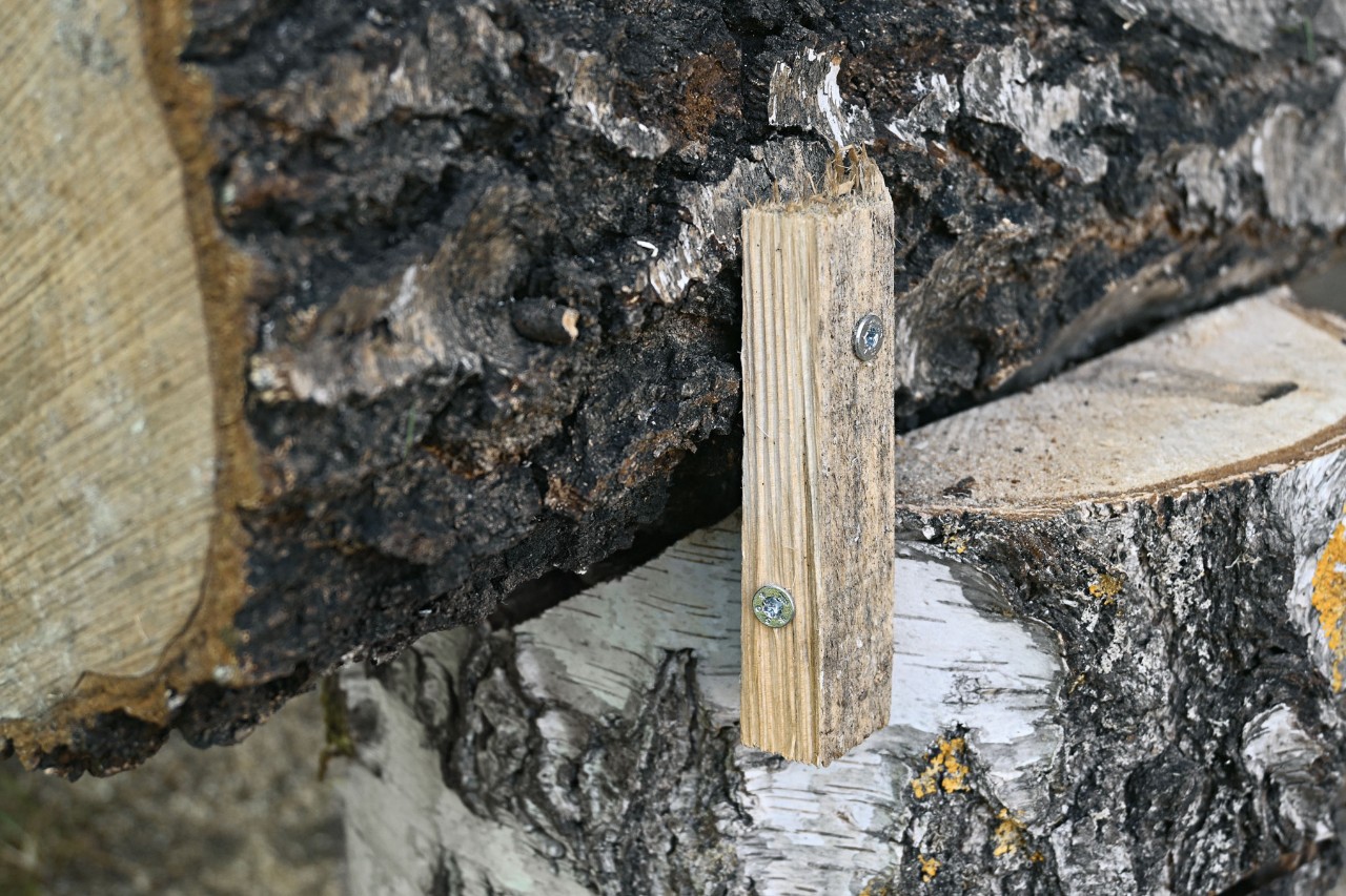 Holzleistenabschnitt zur Fixierung des Baumstammstücks