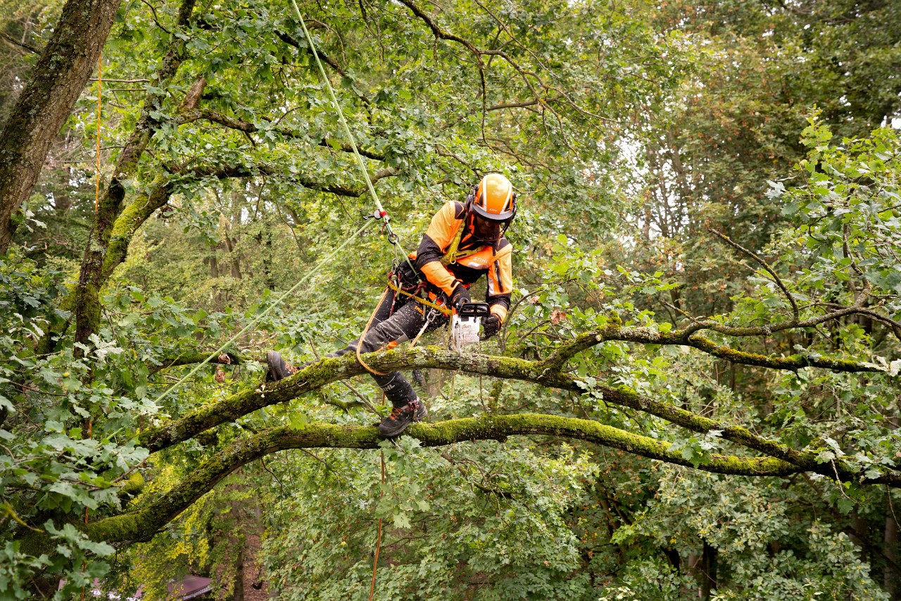Baumpfleger mit der STIHL Akku-Kettensäge MSA 220 T im Forst