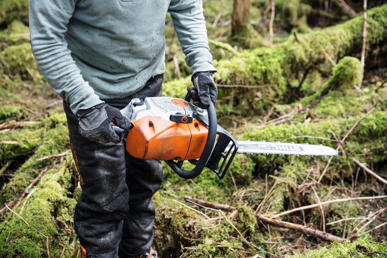 Person mit STIHL Benzin-Kettensäge MS 462 C-M mit Vergaserheizung im Wald zwischen moosbedeckten Baumstämmen