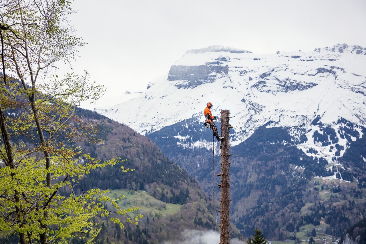 Arbeiter in STIHL Schutzausrüstung arbeitet gesichert an einem hohen Baumstamm vor Wald und Bergen