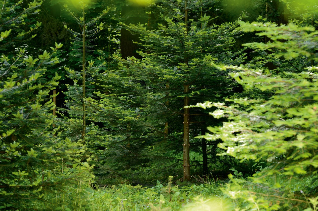 Grüner Laubwald